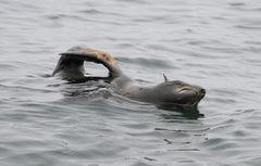 Arctocephalus townsendi