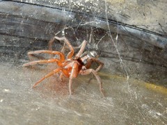 Herpyllus propinquus