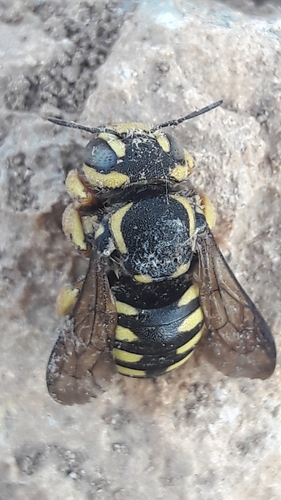 Trachusa dumerlei