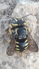 Paraanthidium