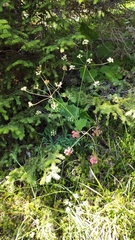 Laserpitium peucedanoides