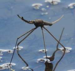 Ranatra quadridentata