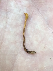 Ophiocordyceps variabilis
