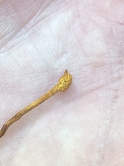 Ophiocordyceps variabilis