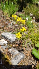 Biscutella laevigata