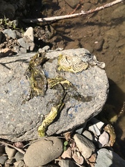 Trachemys scripta elegans