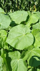 Abutilon theophrasti