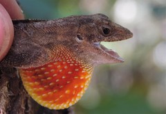 Anolis mccraniei
