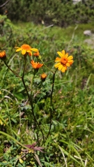 Jacobaea abrotanifolia