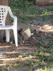 Sciurus carolinensis