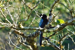 Cyanocorax melanocyaneus