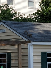 Sciurus carolinensis