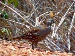 Callipepla douglasii