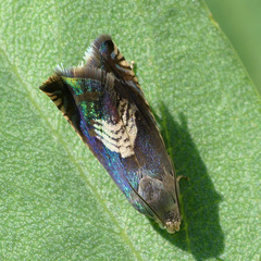 Grapholita tristrigana
