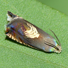 Grapholita tristrigana