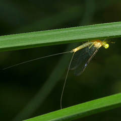 Stenacron