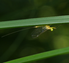 Stenacron