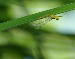 Stenacron