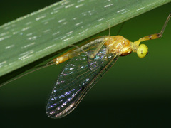 Stenacron