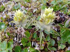 Castilleja hyperborea