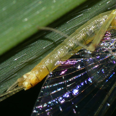 Stenacron