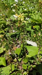 Pedicularis elongata