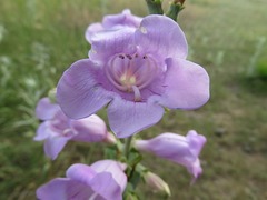 Penstemon grandiflorus