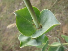 Penstemon grandiflorus
