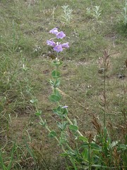 Penstemon grandiflorus