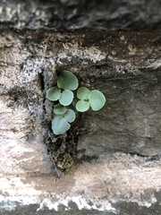 Pellaea atropurpurea