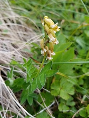 Astragalus umbellatus
