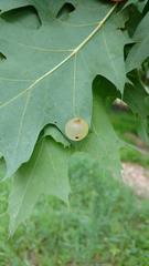 Amphibolips nubilipennis