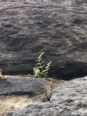 Pellaea atropurpurea