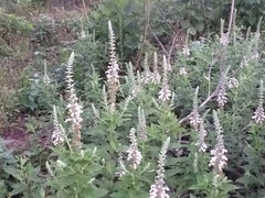 Teucrium canadense canadense