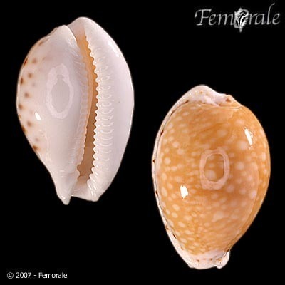 Cernica Cowrie