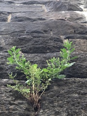 Dysphania ambrosioides