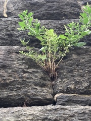 Dysphania ambrosioides