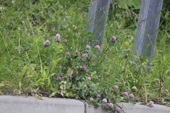 Trifolium pratense