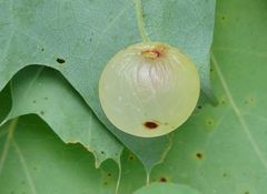 Amphibolips nubilipennis