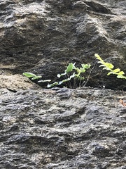 Pellaea atropurpurea