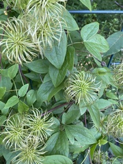 Clematis viorna