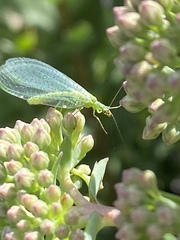 Chrysopa chi