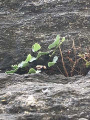 Pellaea atropurpurea