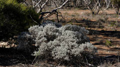 Cratystylis conocephala