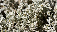 Cratystylis conocephala