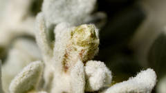 Cratystylis conocephala