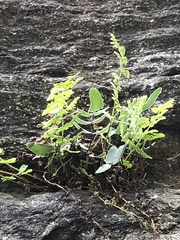 Pellaea atropurpurea