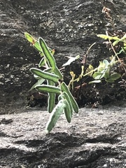 Pellaea atropurpurea