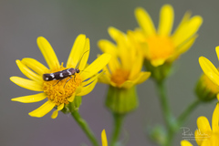 Scythris scopolella