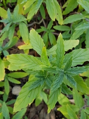 Heliotropium amplexicaule